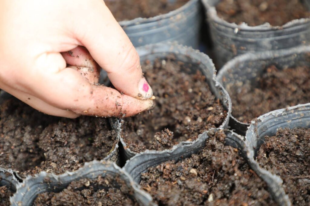 Nuevo taller de germinación de semillas para las personas adultas mayores de La Matanza